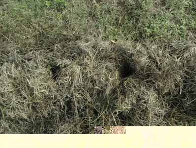 Le buche. / DSC01365.JPG DSC01365.JPG