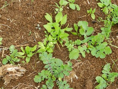Ramoracci e spinaci, risemina naturale, Ho semplicemente fresato e dopo pochi gg sono riusciti. / DSCN9930.JPG DSCN9930.JPG