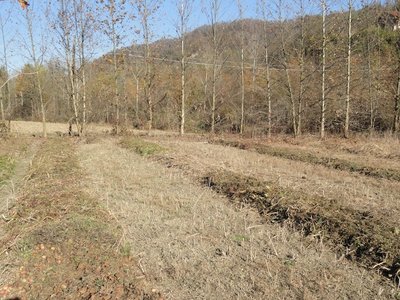 Ecco come si presenta il nuovo terreno dopo qualche mio intervento: falciatura, rastrellamento e aggiunta dei residui colturali dell'orto precedente. / DSC03696.JPG DSC03696.JPG