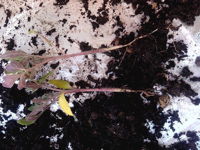 pomodori rov..jpg (308.16 KiB) Osservato 816 volte pomodori rov..jpg