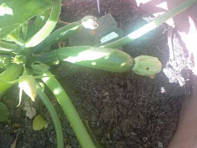 Image00001.jpg (52.68 KiB) Osservato 1426 volte Image00001.jpg