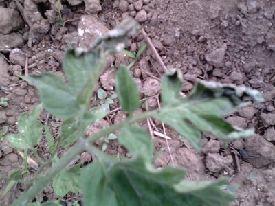 IMG_05162013_174044.jpg (139.15 KiB) Osservato 1312 volte IMG_05162013_174044.jpg