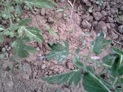 IMG_05162013_174038.jpg (149.44 KiB) Osservato 1312 volte IMG_05162013_174038.jpg