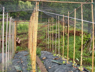 IM003137 (2).JPG (85.24 KiB) Osservato 589 volte IM003137 (2).JPG