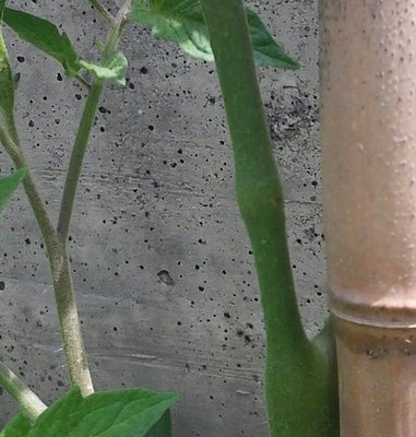 Pomodoro.jpg (112.62 KiB) Osservato 535 volte Pomodoro.jpg