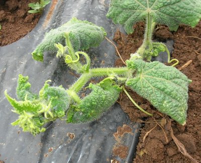 Ecco le piantine di cetriolo... / DSCN5342.JPG DSCN5342.JPG