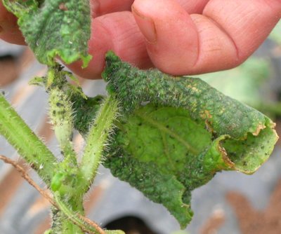 DSCN5343.JPG (160.21 KiB) Osservato 927 volte DSCN5343.JPG