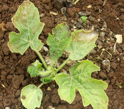 Queste sono quelle di melone e quelle d'anguria... / DSCN5347.JPG DSCN5347.JPG