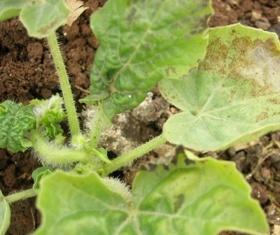 DSCN5348.JPG (174.47 KiB) Osservato 925 volte DSCN5348.JPG