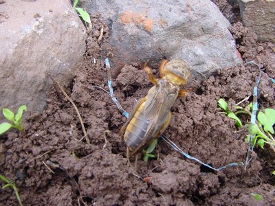 grillotalpa.JPG (223.56 KiB) Osservato 677 volte grillotalpa.JPG