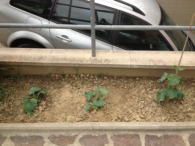 Due piantine di zucchine e un cetriolo, piantati senza speranza e invece.... / IMG_3114.JPG IMG_3114.JPG