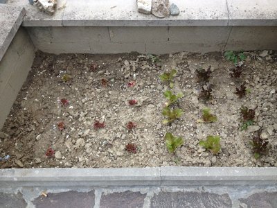 Alcune piantine di insalata... / IMG_3115.JPG IMG_3115.JPG