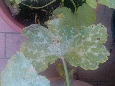 Zucchino / Image00002.jpg Image00002.jpg