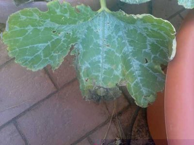 Zucchino / Image00005.jpg Image00005.jpg