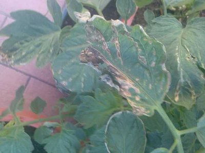 Pomodoro / Image00003.jpg Image00003.jpg