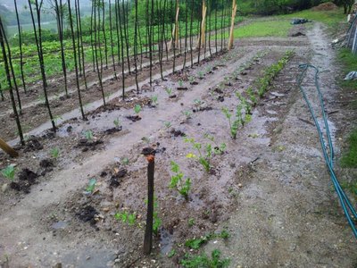 20130517_103132.jpg (149.76 KiB) Osservato 1180 volte 20130517_103132.jpg