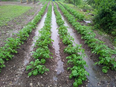 20130517_103413.jpg (158.69 KiB) Osservato 1180 volte 20130517_103413.jpg