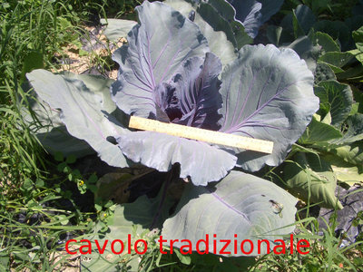 cavolo piantato su terreno lavorato tradizionalmente / cavolo.JPG cavolo.JPG