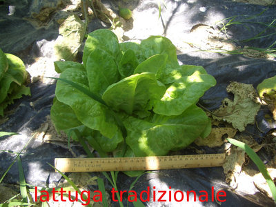 lattuga "tradizionale" / lattuga.JPG lattuga.JPG