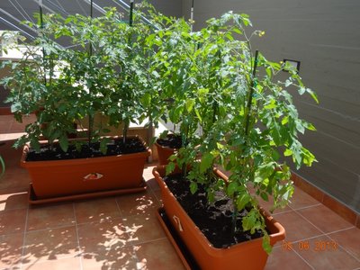 Vaso in alto di costoluti / Pomodori.jpg Pomodori.jpg