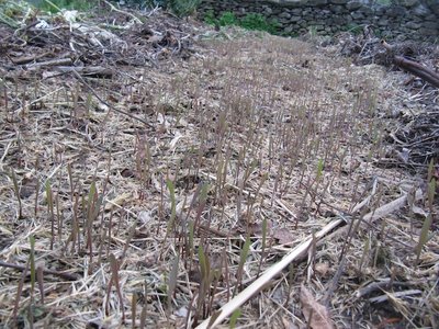 Emergenza Segale Lotschentaller seminata direttamente molto tardi 12 aprile mi pare / 15 aprile copia.JPG 15 aprile copia.JPG