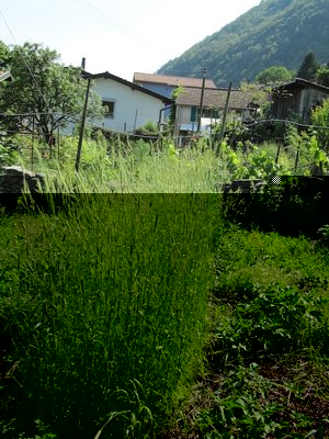 Segale in crescita / IMG_0492 copia.jpg IMG_0492 copia.jpg