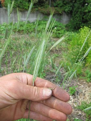 IMG_0430 copia.jpg (148.78 KiB) Osservato 1636 volte IMG_0430 copia.jpg