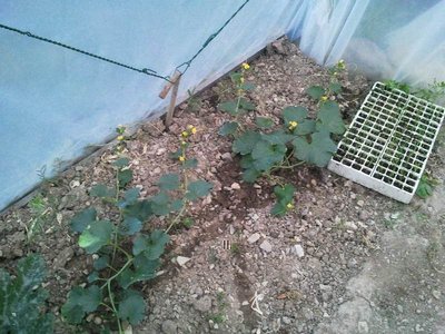 2013-06-27 20.48.00.jpg (99.5 KiB) Osservato 795 volte 2013-06-27 20.48.00.jpg