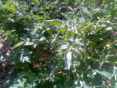 1.jpg (159.21 KiB) Osservato 596 volte 1.jpg