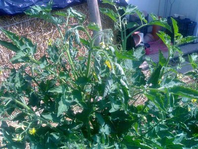 2.jpg (150.37 KiB) Osservato 596 volte 2.jpg