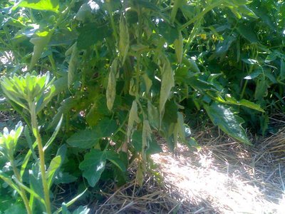 3.jpg (116.96 KiB) Osservato 596 volte 3.jpg