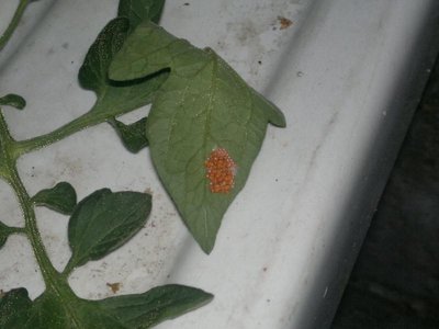 21072013420.jpg (64.83 KiB) Osservato 507 volte 21072013420.jpg