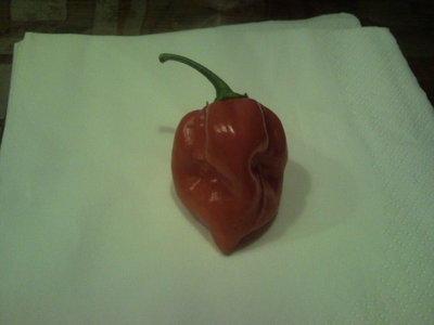 Habanero red.jpg (164.24 KiB) Osservato 741 volte Habanero red.jpg