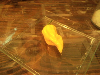 Fatalii.jpg (219.66 KiB) Osservato 741 volte Fatalii.jpg