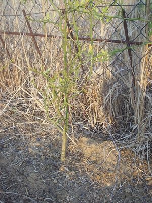 100_0991.JPG (372.58 KiB) Osservato 613 volte 100_0991.JPG