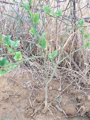 100_1048.JPG (265.49 KiB) Osservato 613 volte 100_1048.JPG