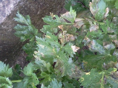 sedano.jpg (243.9 KiB) Osservato 517 volte sedano.jpg