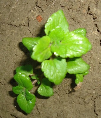 DSC00982.JPG (194.67 KiB) Osservato 428 volte DSC00982.JPG