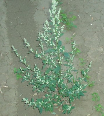 DSC00986.JPG (215.42 KiB) Osservato 428 volte DSC00986.JPG