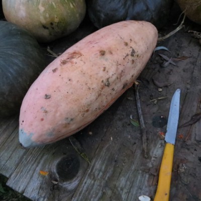 IMG_3296.JPG (90.81 KiB) Osservato 581 volte IMG_3296.JPG