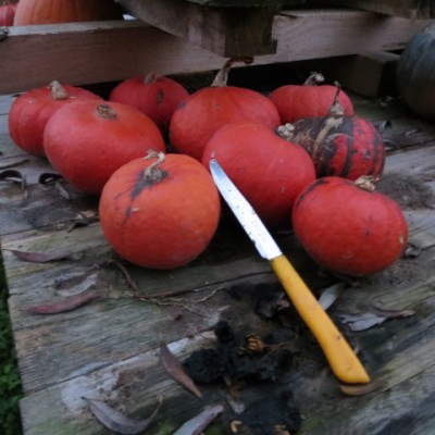 IMG_3301.JPG (89.23 KiB) Osservato 657 volte IMG_3301.JPG