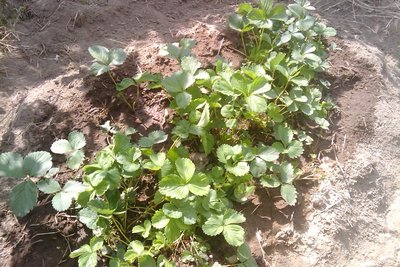 IMAG0282.jpg (287.45 KiB) Osservato 736 volte IMAG0282.jpg