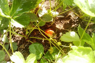 IMAG0283.jpg (221.73 KiB) Osservato 736 volte IMAG0283.jpg