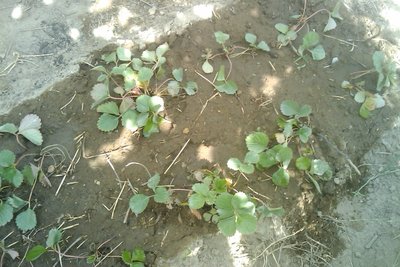 IMAG0285.jpg (215.96 KiB) Osservato 736 volte IMAG0285.jpg