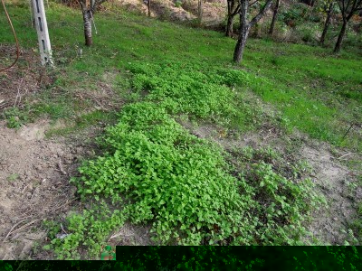 senape.JPG (223.23 KiB) Osservato 1745 volte senape.JPG