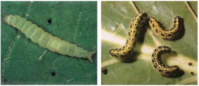 ppp.JPG (24.34 KiB) Osservato 928 volte ppp.JPG