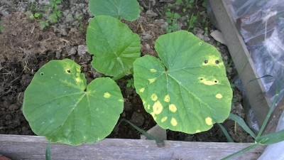 Ag.jpg (125.81 KiB) Osservato 1327 volte Ag.jpg