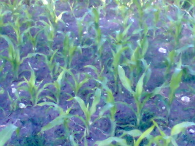 Immag013.jpg (57.08 KiB) Osservato 641 volte Immag013.jpg