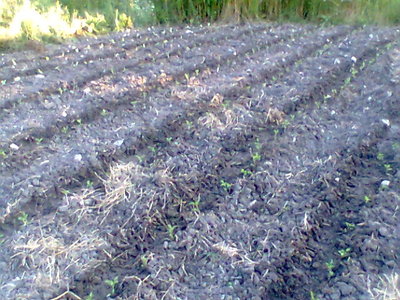 Immag015.jpg (86.66 KiB) Osservato 637 volte Immag015.jpg