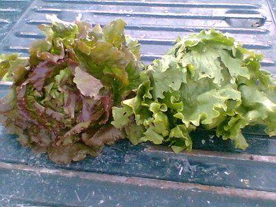 Immag016.jpg (76.2 KiB) Osservato 637 volte Immag016.jpg